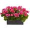 13" Beauty Geranium in Rectangular Planter